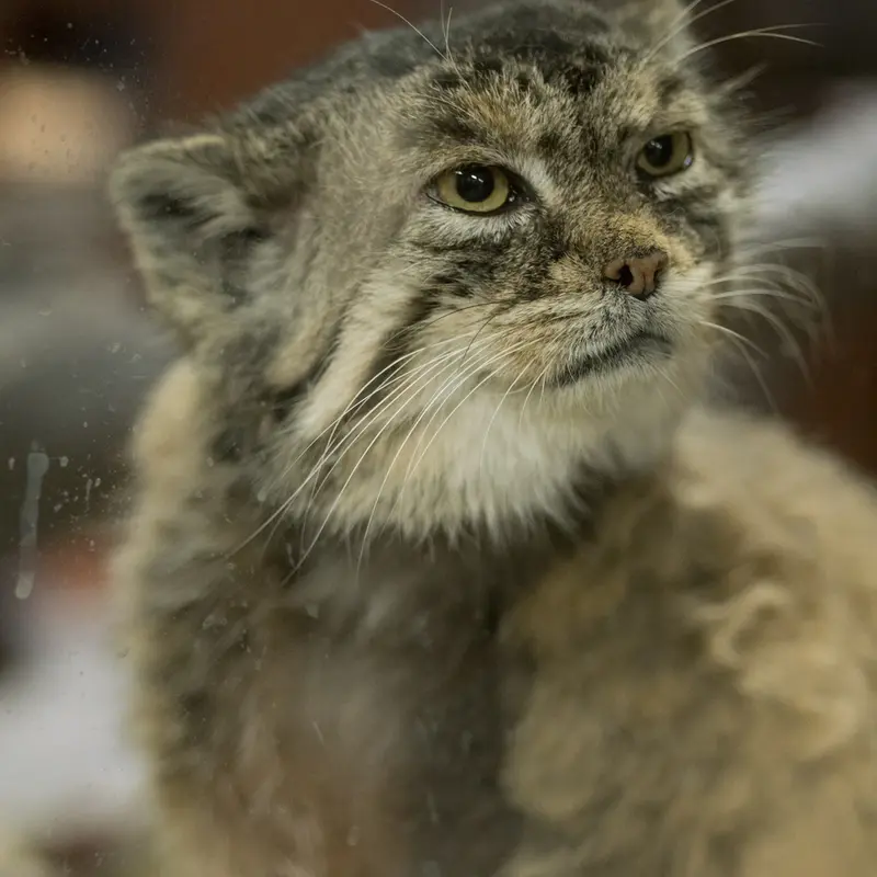 Фотография Примулы в Зоопарке Уено