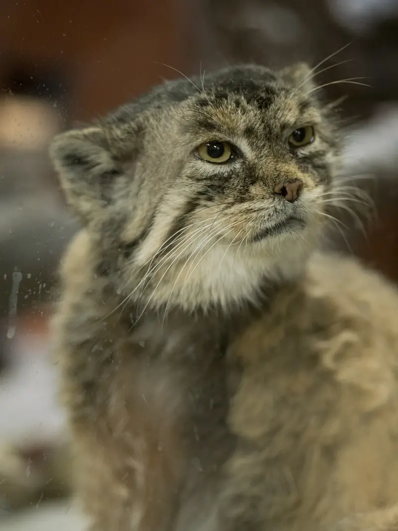 Фотография Примулы в Зоопарке Уено