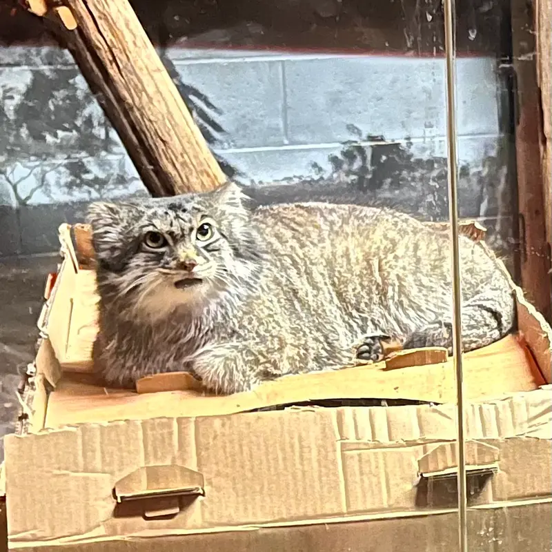 Фотография Пабу в Верхнеозерском Зоопарке