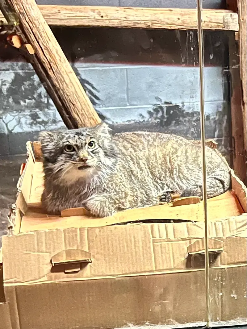 Фотография Пабу в Верхнеозерском Зоопарке