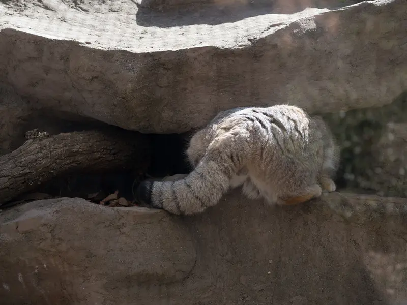 Фотография Лотоса в Детском зоопарке Сайтама