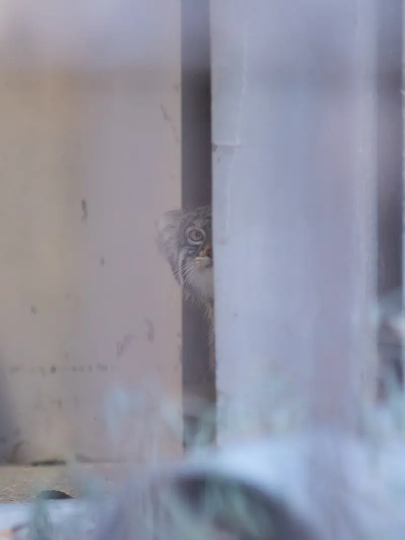 Фотография Фиги в Зоопарке Ногеяме