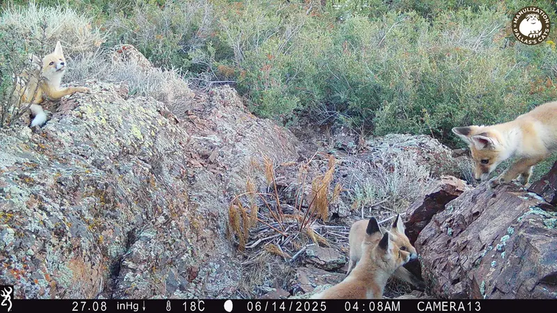 Фотография Рыжаи Лисица с фотоловушки Жунды 3 [новинка]