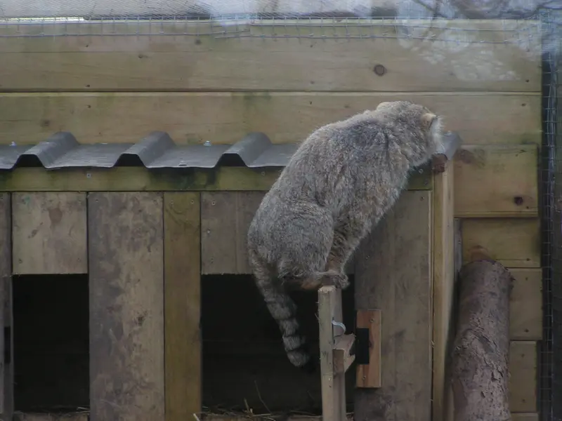 Фотография Алтая в Лэйклэнде Вайлдлайф Оазисе