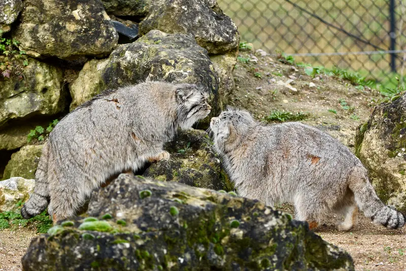 Фотография Атлана в Парке диких животных Порт-Лимпн