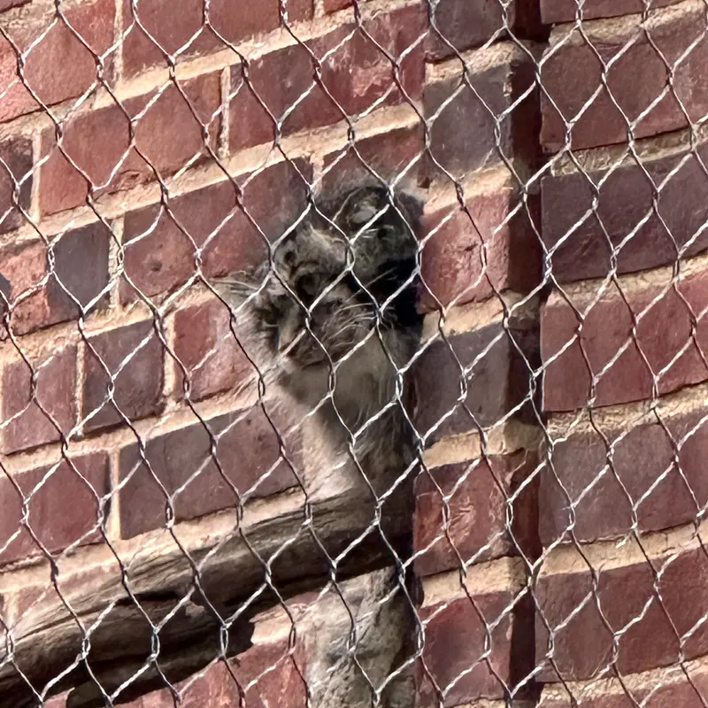 Фотография с манулом в Зоопарке Проспект-парка