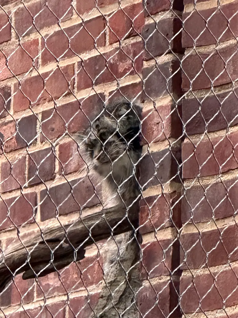 Фотография с манулом в Зоопарке Проспект-парка