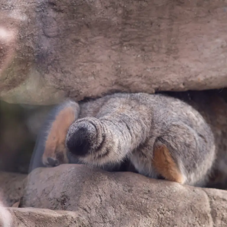 Фотография Ото в Детском зоопарке Сайтама