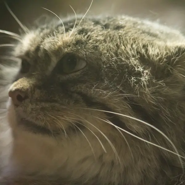 Фотография Примулы в Зоопарке Уено