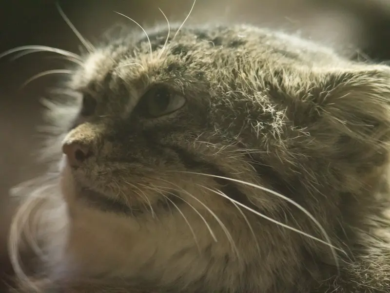 Фотография Примулы в Зоопарке Уено