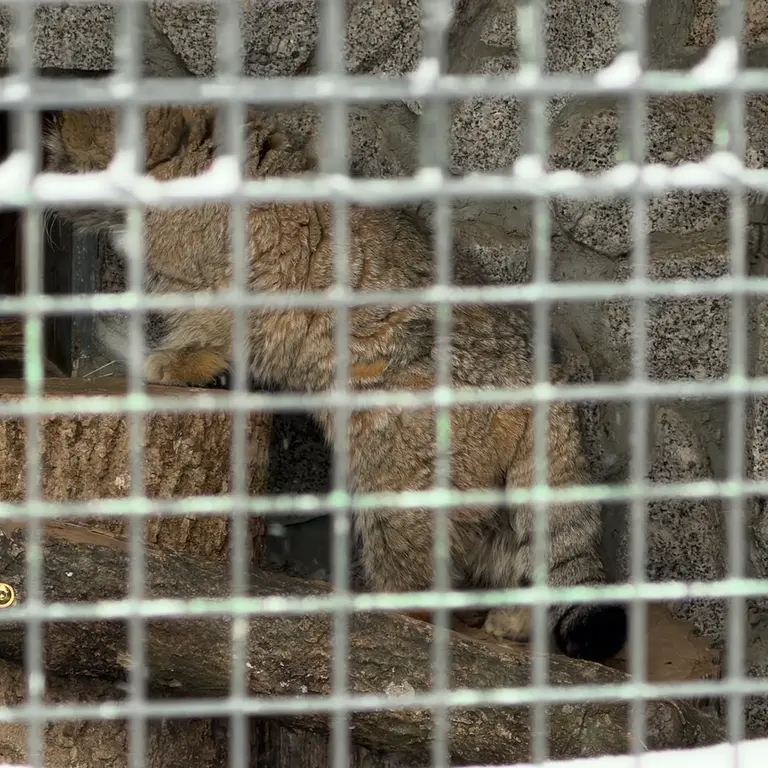 Фотография Свэна в Ленинградском Зоопарке