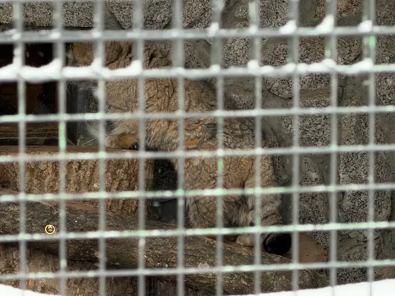 Фотография Свэна в Ленинградском Зоопарке