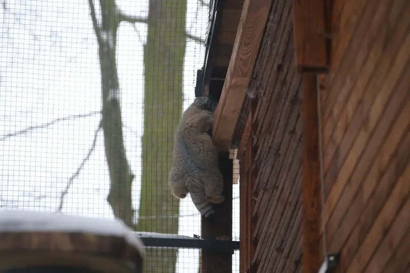 Фотография Улы в Гданском Зоопарке