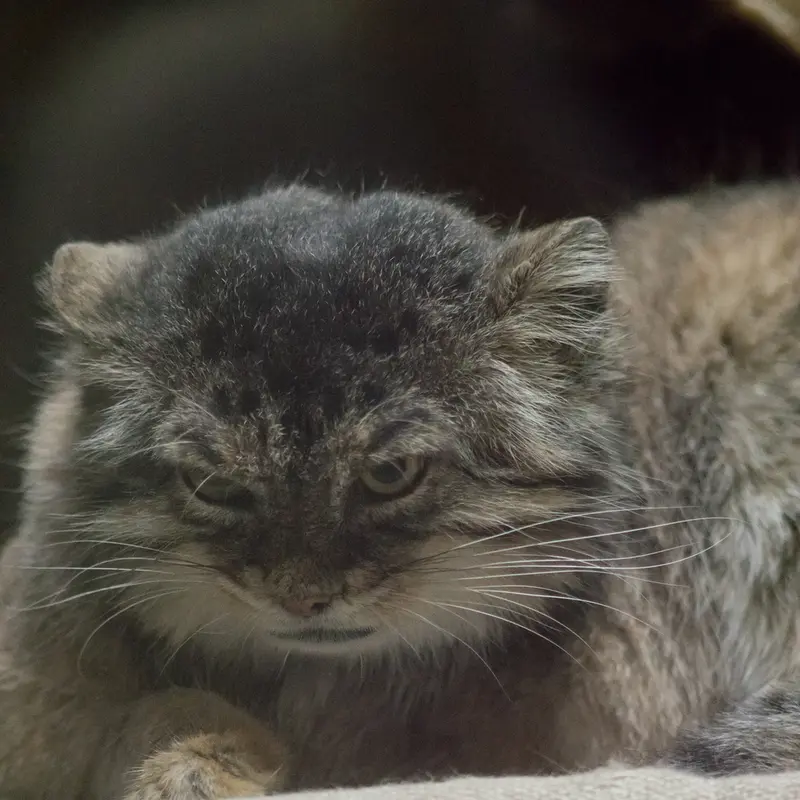 Фотография Примулы в Зоопарке Уено