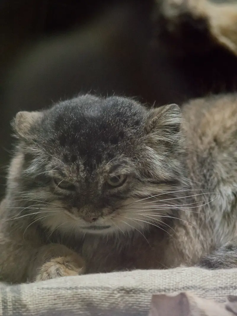 Фотография Примулы в Зоопарке Уено