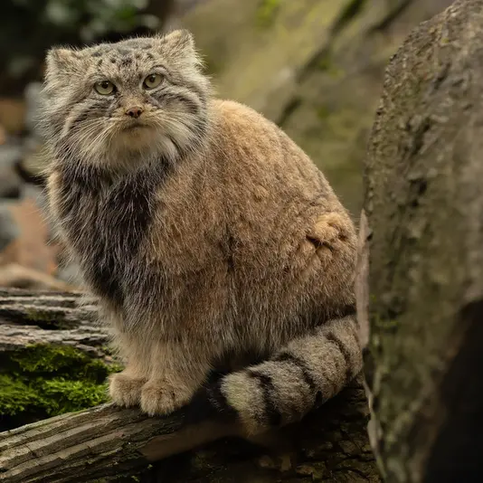 Фотография Мойры в Остравском Зоопарке