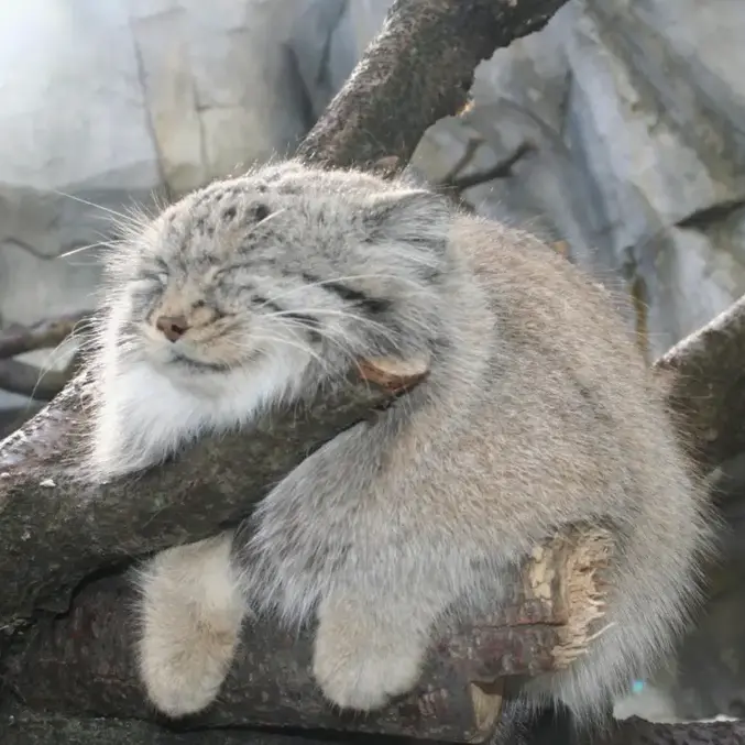 Фотография Бадди в Зоопарке Ли Ричардсона