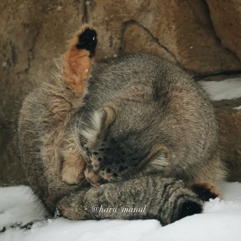 Фотография Полли в Царстве Животных Насу