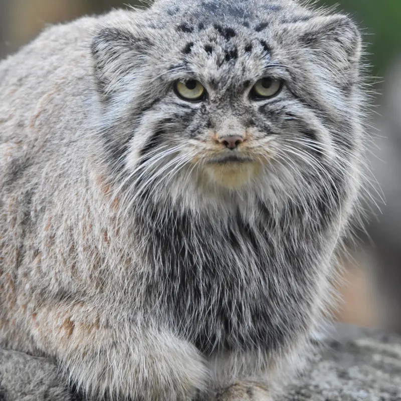 Фотография Мойры в Остравском Зоопарке