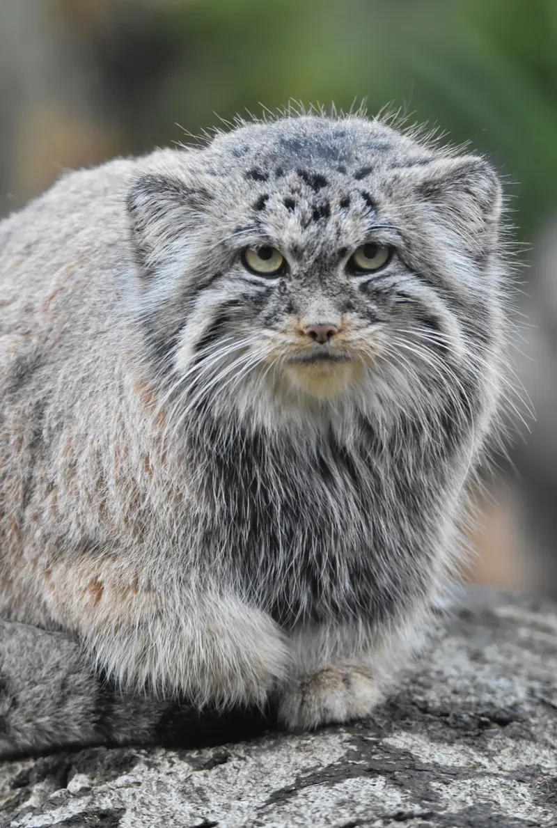 Фотография Мойры в Остравском Зоопарке