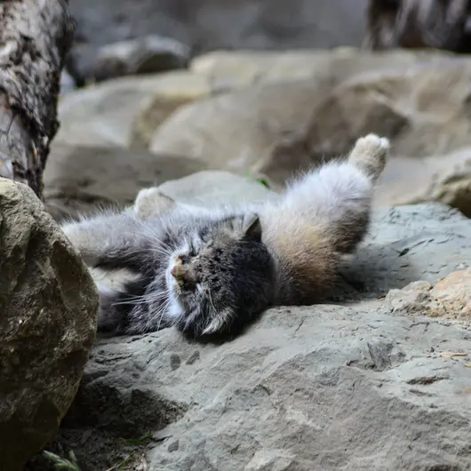 Фотография Пемы в Зоопарке Калгари / Институте Уайлдере