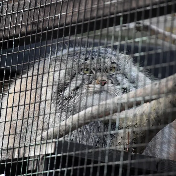 Фотография Алтая в Ленинградском Зоопарке