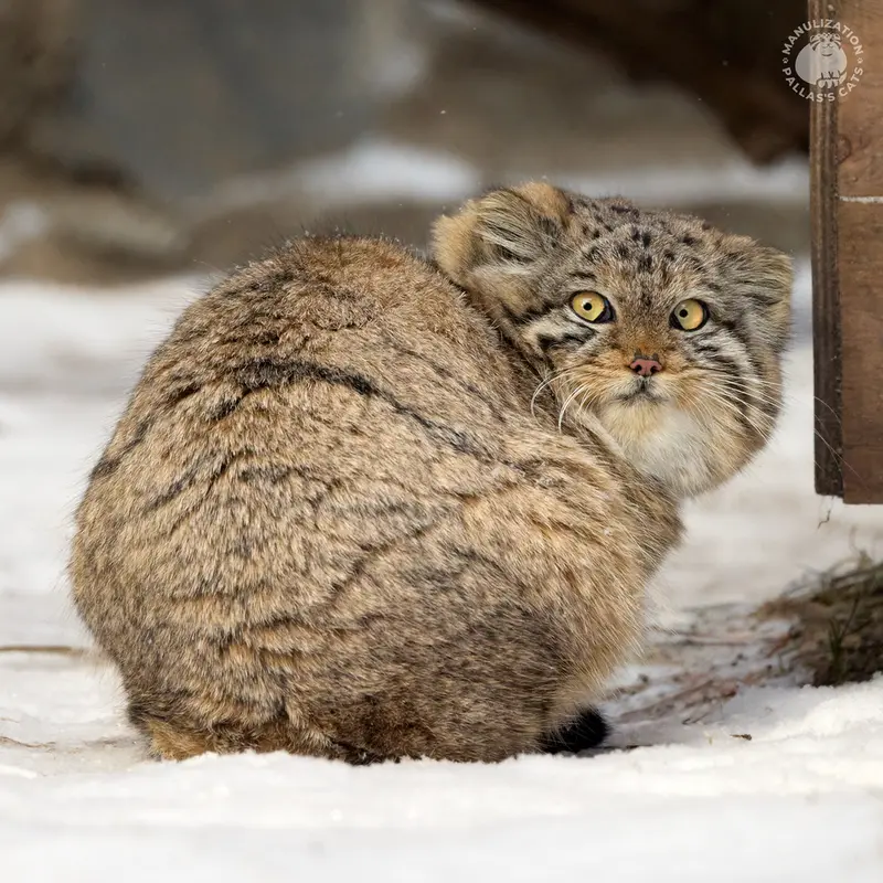 Фотография Берели в Новосибирском Зоопарке