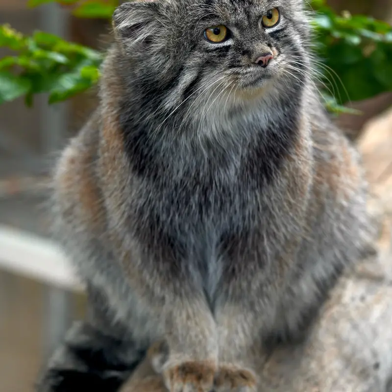 Фотография Нара в Царстве Животных Кобе