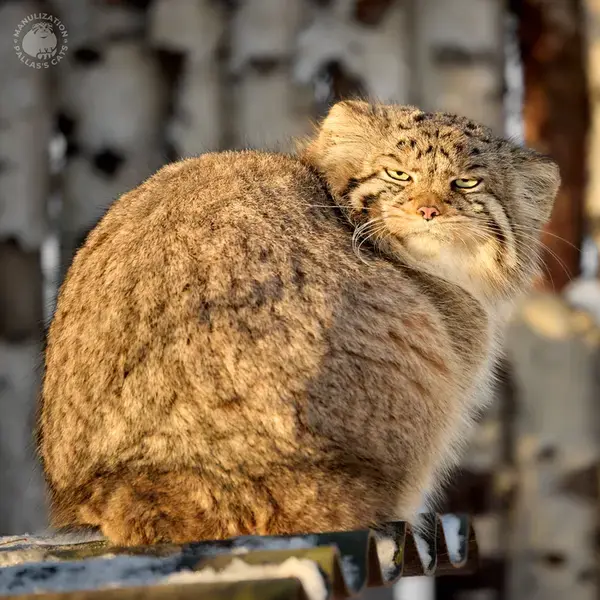Фотография с манулом
