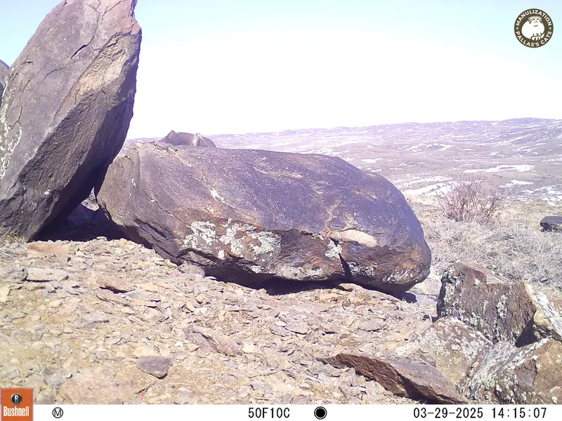 Фотография Плоскочерепнаи Полёвки с фотоловушки Кошкар