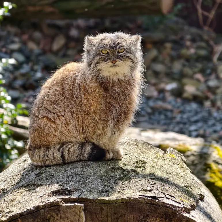 Фотография Мойры в Остравском Зоопарке