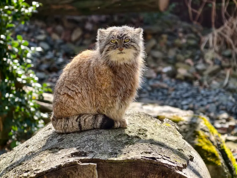 Фотография Мойры в Остравском Зоопарке