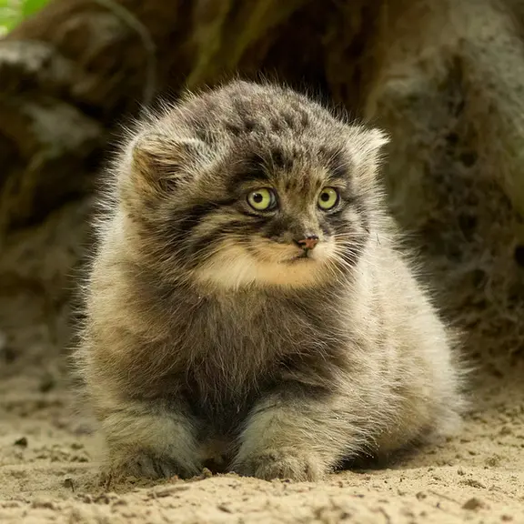 Фотография Саран в Ла Торбиере