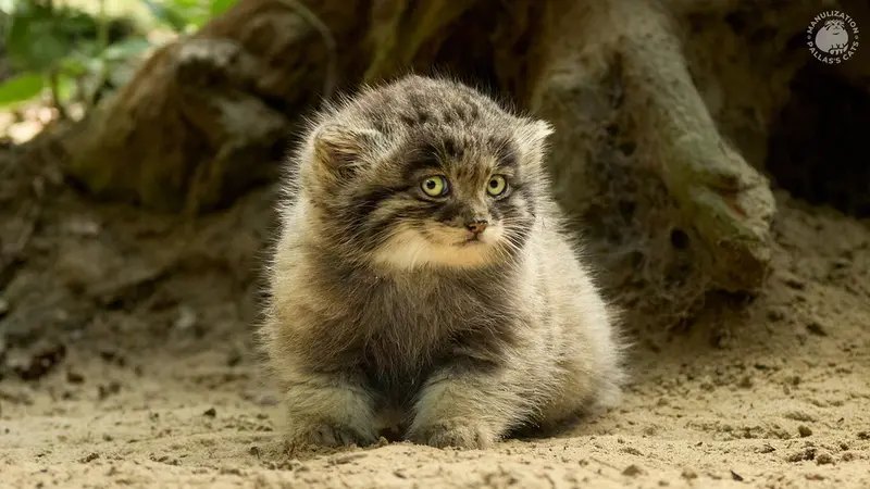 Фотография Саран в Ла Торбиере