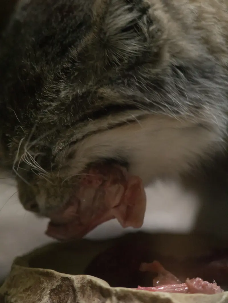 Фотография Примулы в Зоопарке Уено