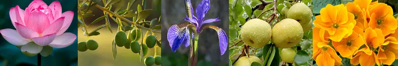 Фотография Груши, Ириса, Лотоса, Оливы, и Примулы