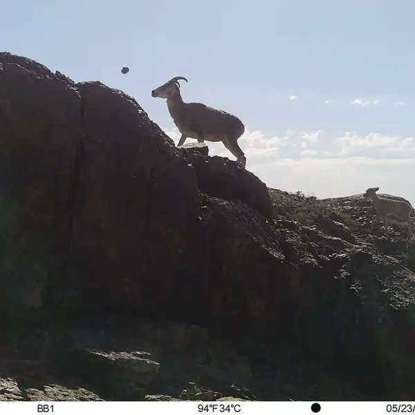 Фотография Аргали с фотоловушки Актас-Кункора