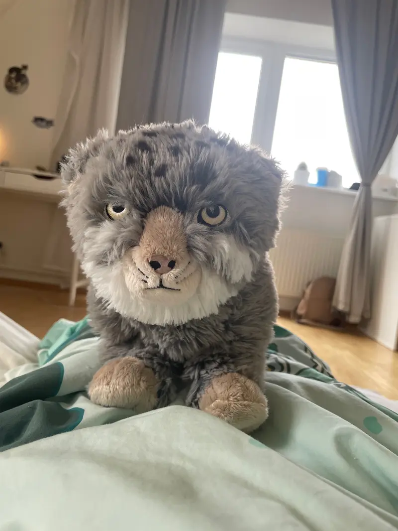 Фотография с манулом