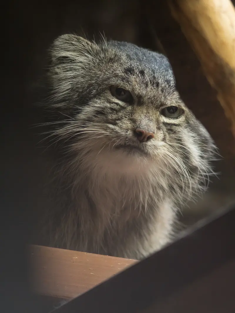 Фотография Клёна в Зоопарке Уено