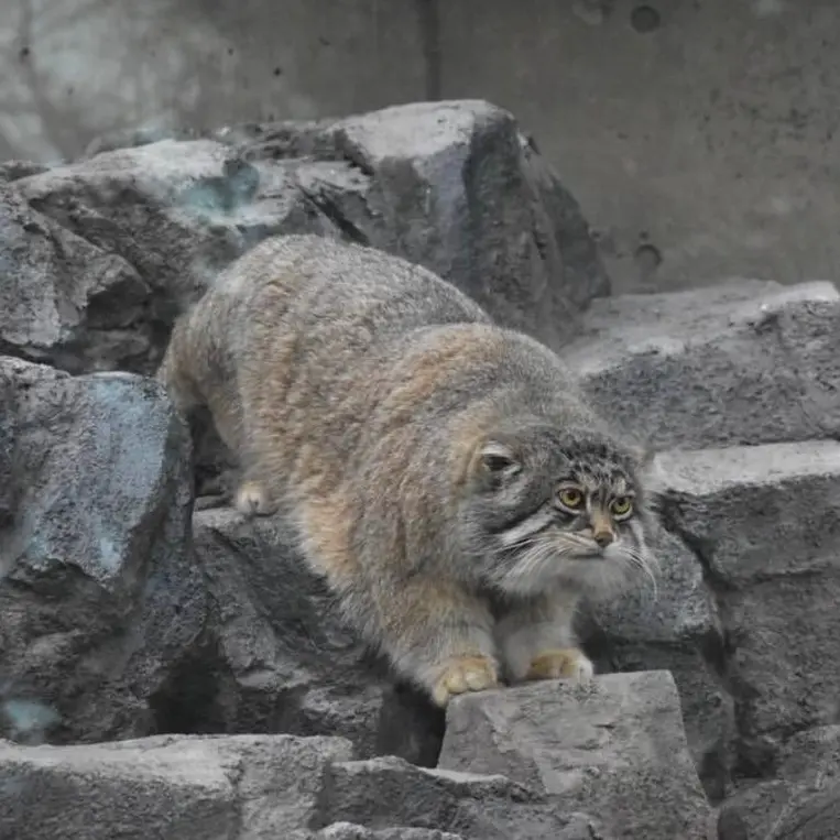 Фотография Груши в Зоопарке Асахияма