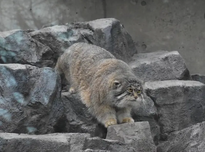 Фотография Груши в Зоопарке Асахияма