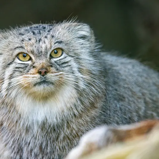 Фотография Плюши в Мюнхенском Зоопарке Хеллабрунн