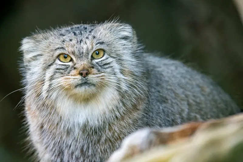 Фотография Плюши в Мюнхенском Зоопарке Хеллабрунн
