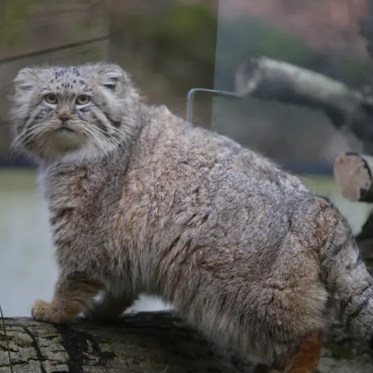 Фотография Мануэля в Гданском Зоопарке