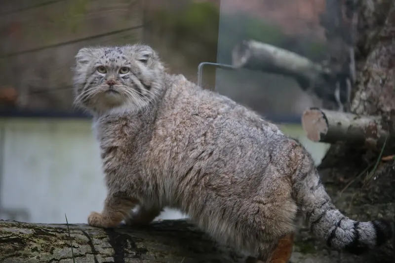 Фотография Мануэля в Гданском Зоопарке