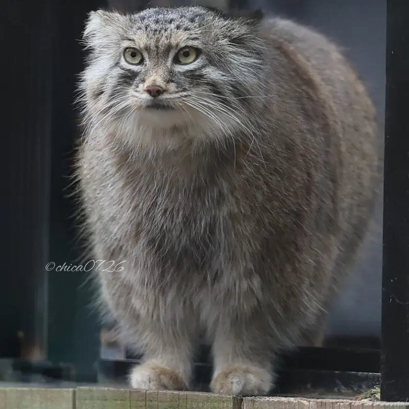 Фотография Оливы в Детском зоопарке Сайтама