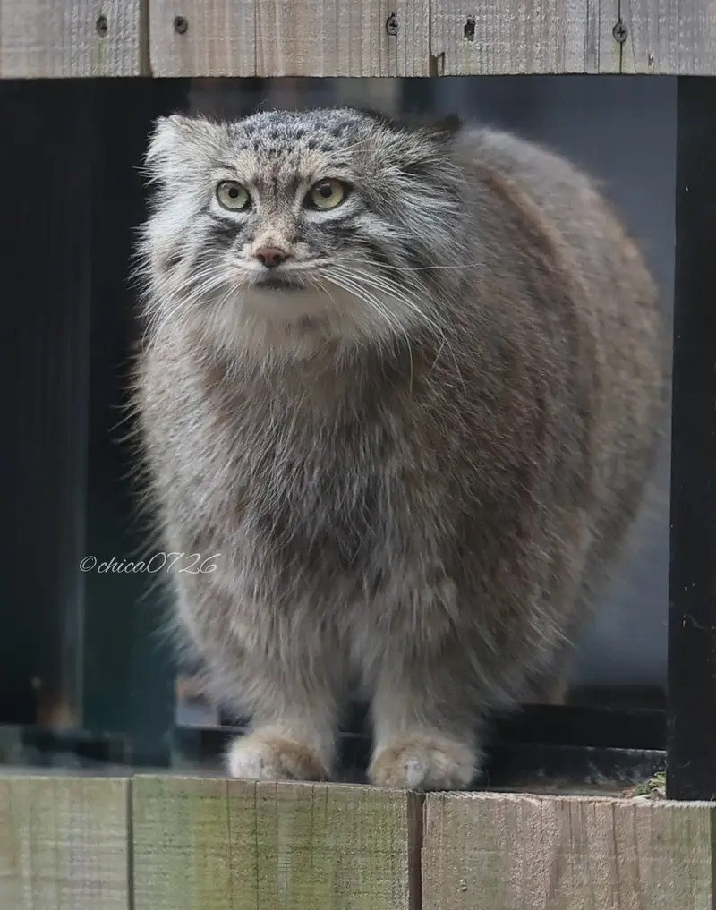 Фотография Оливы в Детском зоопарке Сайтама