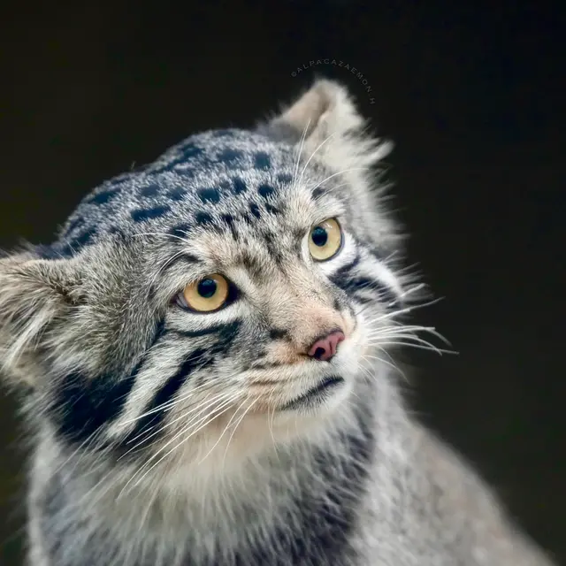 Фотография Нагому в Царстве Животных Кобе