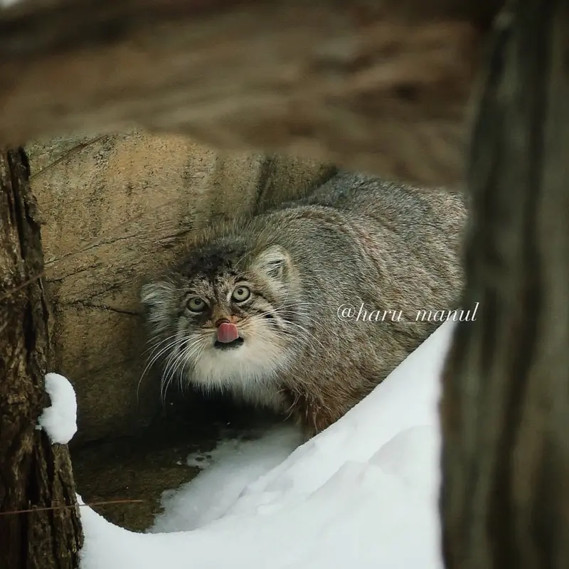 Фотография Полли в Царстве Животных Насу