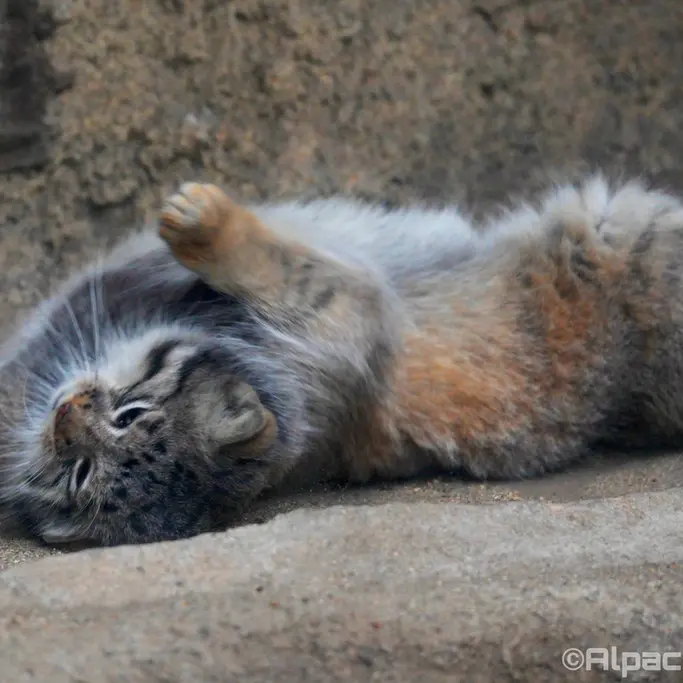 Фотография Аз в Царстве Животных Кобе